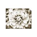Picture of Black and White Flower _GroupedProduct_Rectangle_Landscape_Photography _GroupedProduct_Rectangle_Landscape_Unframed_Print_Only_