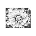 Picture of Black and White Flower _GroupedProduct_Rectangle_Landscape_Photography _GroupedProduct_Rectangle_Landscape_Unframed_Print_Only_