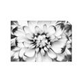 Picture of Black and White Flower _GroupedProduct_Rectangle_Landscape_Photography _GroupedProduct_Rectangle_Landscape_Unframed_Print_Only_