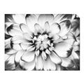 Picture of Black and White Flower _GroupedProduct_Rectangle_Landscape_Photography _GroupedProduct_Rectangle_Landscape_Unframed_Print_Only_
