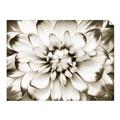 Picture of Black and White Flower _GroupedProduct_Rectangle_Landscape_Photography _GroupedProduct_Rectangle_Landscape_Unframed_Print_Only_