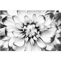 Picture of Black and White Flower _GroupedProduct_Rectangle_Landscape_Photography _GroupedProduct_Rectangle_Landscape_Unframed_Print_Only_
