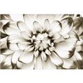 Picture of Black and White Flower _GroupedProduct_Rectangle_Landscape_Photography _GroupedProduct_Rectangle_Landscape_Unframed_Print_Only_