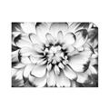 Picture of Black and White Flower _GroupedProduct_Rectangle_Landscape_Photography _GroupedProduct_Rectangle_Landscape_Unframed_Print_Only_
