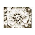 Picture of Black and White Flower _GroupedProduct_Rectangle_Landscape_Photography _GroupedProduct_Rectangle_Landscape_Unframed_Print_Only_