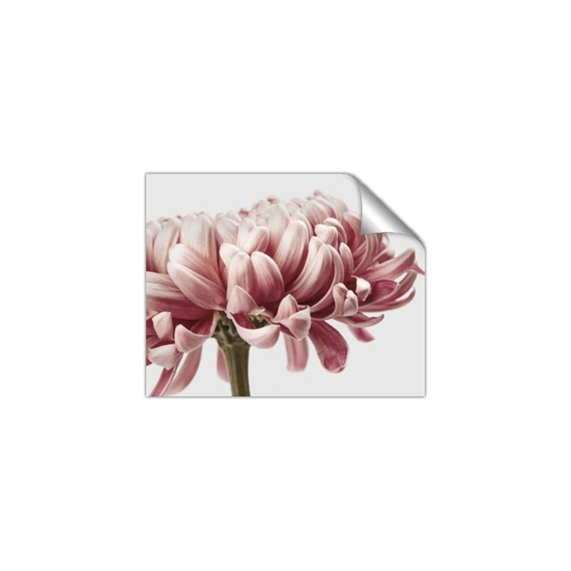 Picture of Flower isolated _GroupedProduct_Rectangle_Landscape_Photography _GroupedProduct_Rectangle_Landscape_Unframed_Print_Only_