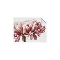 Picture of Flower isolated _GroupedProduct_Rectangle_Landscape_Photography _GroupedProduct_Rectangle_Landscape_Unframed_Print_Only_