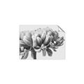 Picture of Flower isolated _GroupedProduct_Rectangle_Landscape_Photography _GroupedProduct_Rectangle_Landscape_Unframed_Print_Only_