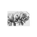 Picture of Flower isolated _GroupedProduct_Rectangle_Landscape_Photography _GroupedProduct_Rectangle_Landscape_Unframed_Print_Only_