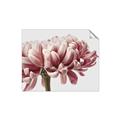 Picture of Flower isolated _GroupedProduct_Rectangle_Landscape_Photography _GroupedProduct_Rectangle_Landscape_Unframed_Print_Only_