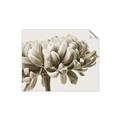 Picture of Flower isolated _GroupedProduct_Rectangle_Landscape_Photography _GroupedProduct_Rectangle_Landscape_Unframed_Print_Only_