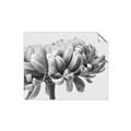 Picture of Flower isolated _GroupedProduct_Rectangle_Landscape_Photography _GroupedProduct_Rectangle_Landscape_Unframed_Print_Only_