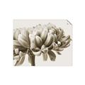 Picture of Flower isolated _GroupedProduct_Rectangle_Landscape_Photography _GroupedProduct_Rectangle_Landscape_Unframed_Print_Only_