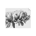 Picture of Flower isolated _GroupedProduct_Rectangle_Landscape_Photography _GroupedProduct_Rectangle_Landscape_Unframed_Print_Only_