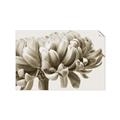 Picture of Flower isolated _GroupedProduct_Rectangle_Landscape_Photography _GroupedProduct_Rectangle_Landscape_Unframed_Print_Only_