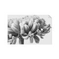 Picture of Flower isolated _GroupedProduct_Rectangle_Landscape_Photography _GroupedProduct_Rectangle_Landscape_Unframed_Print_Only_