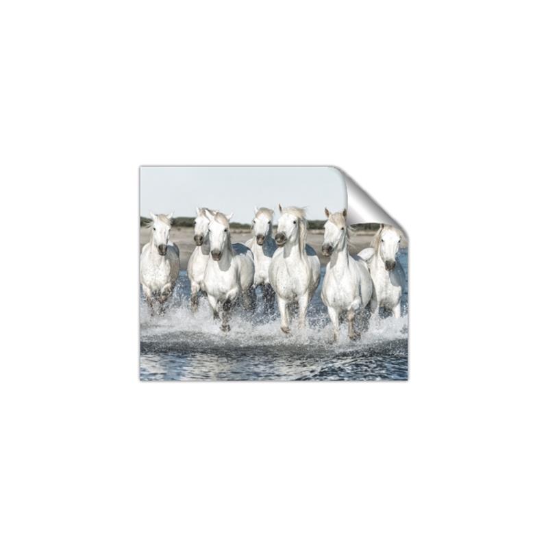 Picture of White Horses _GroupedProduct_Rectangle_Landscape_Photography _GroupedProduct_Rectangle_Landscape_Unframed_Print_Only_