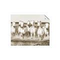 Picture of White Horses _GroupedProduct_Rectangle_Landscape_Photography _GroupedProduct_Rectangle_Landscape_Unframed_Print_Only_