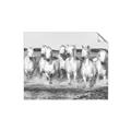 Picture of White Horses _GroupedProduct_Rectangle_Landscape_Photography _GroupedProduct_Rectangle_Landscape_Unframed_Print_Only_