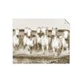Picture of White Horses _GroupedProduct_Rectangle_Landscape_Photography _GroupedProduct_Rectangle_Landscape_Unframed_Print_Only_