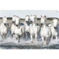 Picture of White Horses _GroupedProduct_Rectangle_Landscape_Photography _GroupedProduct_Rectangle_Landscape_Unframed_Print_Only_