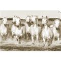 Picture of White Horses _GroupedProduct_Rectangle_Landscape_Photography _GroupedProduct_Rectangle_Landscape_Unframed_Print_Only_