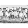 Picture of White Horses _GroupedProduct_Rectangle_Landscape_Photography _GroupedProduct_Rectangle_Landscape_Unframed_Print_Only_