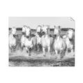 Picture of White Horses _GroupedProduct_Rectangle_Landscape_Photography _GroupedProduct_Rectangle_Landscape_Unframed_Print_Only_