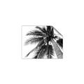 Picture of Black Palm  _GroupedProduct_Rectangle_Landscape_Photography _GroupedProduct_Rectangle_Landscape_Unframed_Print_Only_