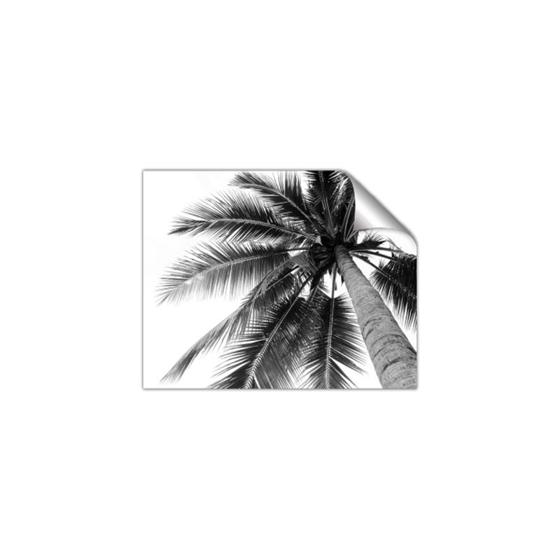 Picture of Black Palm  _GroupedProduct_Rectangle_Landscape_Photography _GroupedProduct_Rectangle_Landscape_Unframed_Print_Only_