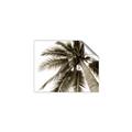 Picture of Black Palm  _GroupedProduct_Rectangle_Landscape_Photography _GroupedProduct_Rectangle_Landscape_Unframed_Print_Only_