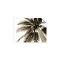 Picture of Black Palm  _GroupedProduct_Rectangle_Landscape_Photography _GroupedProduct_Rectangle_Landscape_Unframed_Print_Only_