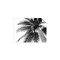 Picture of Black Palm  _GroupedProduct_Rectangle_Landscape_Photography _GroupedProduct_Rectangle_Landscape_Unframed_Print_Only_