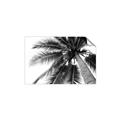 Picture of Black Palm  _GroupedProduct_Rectangle_Landscape_Photography _GroupedProduct_Rectangle_Landscape_Unframed_Print_Only_