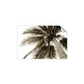 Picture of Black Palm  _GroupedProduct_Rectangle_Landscape_Photography _GroupedProduct_Rectangle_Landscape_Unframed_Print_Only_