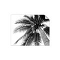 Picture of Black Palm  _GroupedProduct_Rectangle_Landscape_Photography _GroupedProduct_Rectangle_Landscape_Unframed_Print_Only_