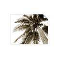 Picture of Black Palm  _GroupedProduct_Rectangle_Landscape_Photography _GroupedProduct_Rectangle_Landscape_Unframed_Print_Only_