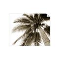 Picture of Black Palm  _GroupedProduct_Rectangle_Landscape_Photography _GroupedProduct_Rectangle_Landscape_Unframed_Print_Only_