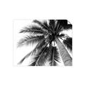 Picture of Black Palm  _GroupedProduct_Rectangle_Landscape_Photography _GroupedProduct_Rectangle_Landscape_Unframed_Print_Only_