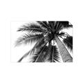 Picture of Black Palm  _GroupedProduct_Rectangle_Landscape_Photography _GroupedProduct_Rectangle_Landscape_Unframed_Print_Only_