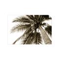Picture of Black Palm  _GroupedProduct_Rectangle_Landscape_Photography _GroupedProduct_Rectangle_Landscape_Unframed_Print_Only_
