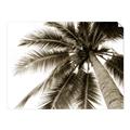 Picture of Black Palm  _GroupedProduct_Rectangle_Landscape_Photography _GroupedProduct_Rectangle_Landscape_Unframed_Print_Only_