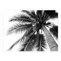Picture of Black Palm  _GroupedProduct_Rectangle_Landscape_Photography _GroupedProduct_Rectangle_Landscape_Unframed_Print_Only_
