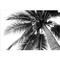 Picture of Black Palm  _GroupedProduct_Rectangle_Landscape_Photography _GroupedProduct_Rectangle_Landscape_Unframed_Print_Only_