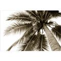Picture of Black Palm  _GroupedProduct_Rectangle_Landscape_Photography _GroupedProduct_Rectangle_Landscape_Unframed_Print_Only_