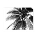 Picture of Black Palm  _GroupedProduct_Rectangle_Landscape_Photography _GroupedProduct_Rectangle_Landscape_Unframed_Print_Only_