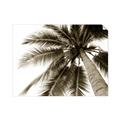 Picture of Black Palm  _GroupedProduct_Rectangle_Landscape_Photography _GroupedProduct_Rectangle_Landscape_Unframed_Print_Only_