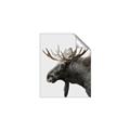 Picture of Moose _GroupedProduct_Rectangle_Portrait_Photography _GroupedProduct_Rectangle_Portrait_Unframed_Print_Only_