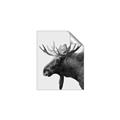 Picture of Moose _GroupedProduct_Rectangle_Portrait_Photography _GroupedProduct_Rectangle_Portrait_Unframed_Print_Only_
