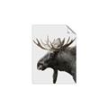 Picture of Moose _GroupedProduct_Rectangle_Portrait_Photography _GroupedProduct_Rectangle_Portrait_Unframed_Print_Only_
